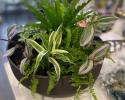 Green plant