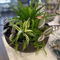 Green plant