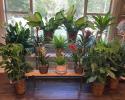 Green plants