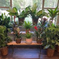 Green plants