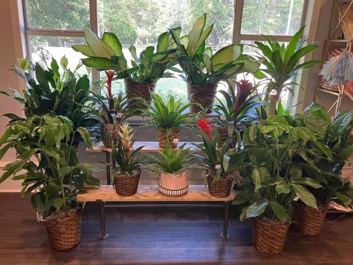 Green plants